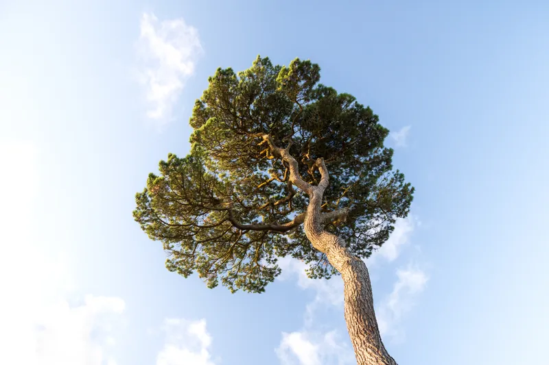 Longnecked pine, Falmouth. 2021.